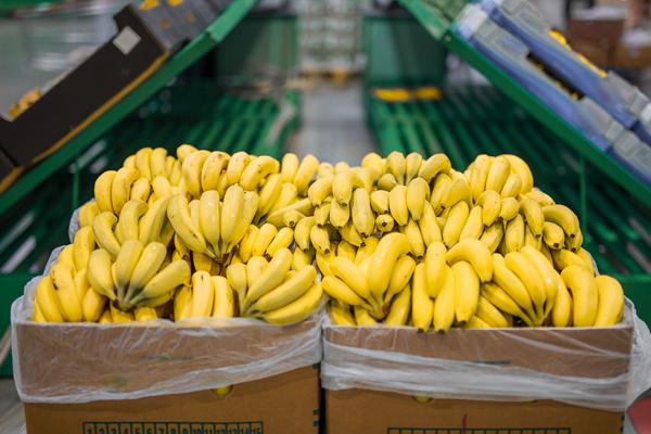 Ein-Gebrauchstemperaturdatenlogger sicherstellen die Qualität der Früchte