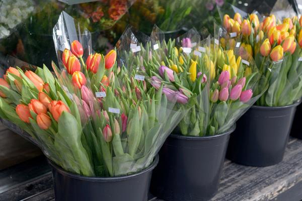 Kaltkettentemperatur- und Feuchtigkeitsdaten Logger Transport Blumen Vorteile