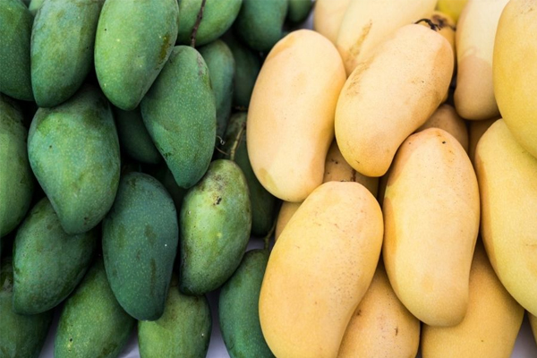 Die Verwendung eines Einweg-LCD-Temperaturrekorders erhöht die Sicherheit beim Transport von Mangos