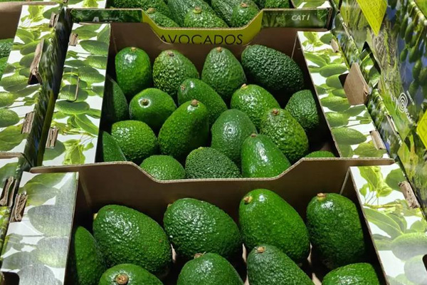 Einweg-Temperaturrekorder zum Schutz der Qualität des Avocado-Transports